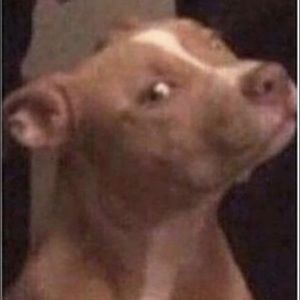 Meet your Posher, Fabian